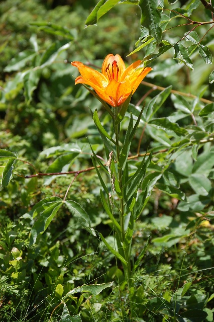 Lilium bulbiferum